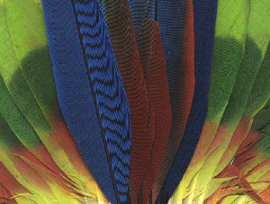 détail couronne de plumes
                      kayapo